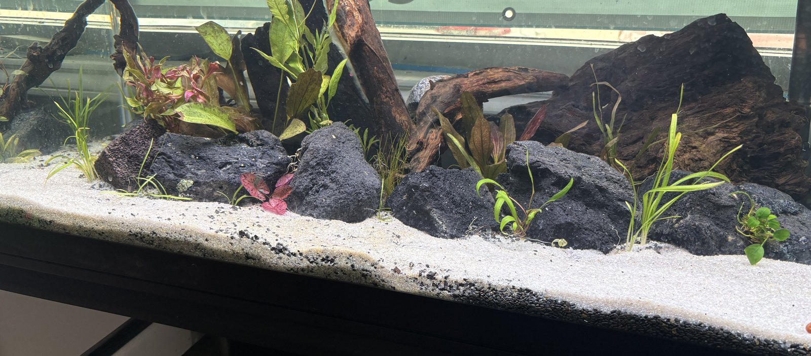 Planted display aquarium with driftwood, black lava rock and white sand at Lone Star Fin
